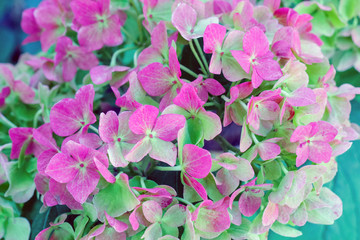 hydrangea flowers for the entire frame as a background