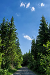 Fototapeta na wymiar Summer landscape in the spruce forest. Fir tree on sunny summer day.