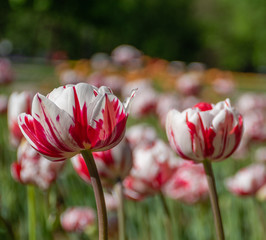 Colourful tulips in the garden