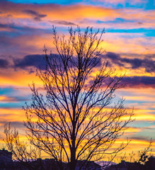 Fototapeta na wymiar Tree on a background of sunset clouds