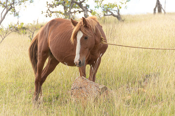 Caballo de granja amarrado