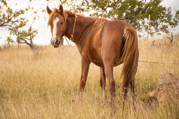 Caballo comiendo