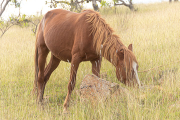 Caballo comiendo