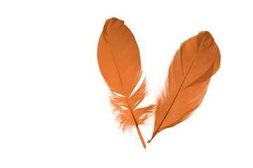 Close up view of orange feathers isolated on white background. Beautiful colorful backgrounds.
