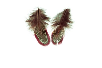 Close up view of different colour feathers isolated on white background. Beautiful colorful backgrounds.