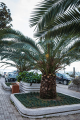 palm, usually with a straight