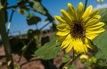 Close-up photo of vibrant sunflowers with a bee