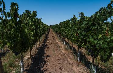 Fototapeta na wymiar Nature background with a beautiful vineyard in Mendoza, Argentina.