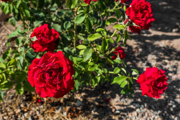 Natural background of red roses. 