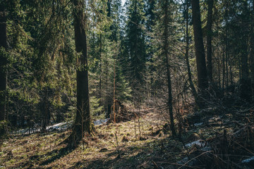 Beautiful spring forest landscape, pine trees at bright sunny morning