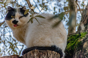 A dumb looking cat sitting on a tree stump with its tongue out looking surprised