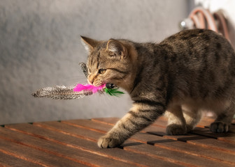 Little tabby kitten carrying feathers in its mouth