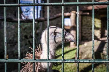 vulture, griffon vulture,  caught in cage
