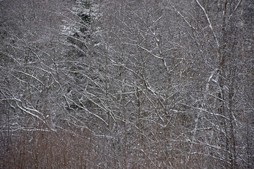 the natural background  of frost forest in winter