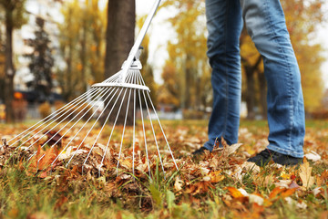 Person raking dry leaves outdoors on autumn day, closeup