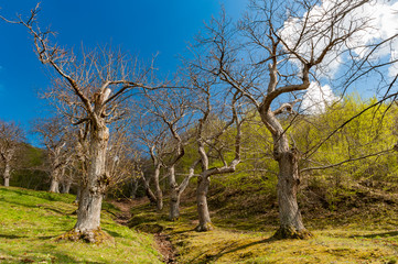 chestnut trees in the Tuscan hills