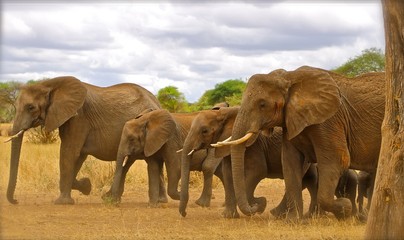 Tanzania elephants crossing