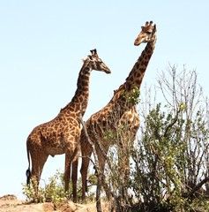 Obraz premium Tanzania giraffes looking at each other
