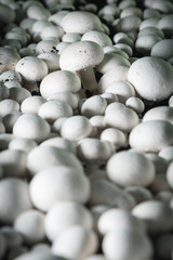Obraz premium Champignons growing on a mushroom farm