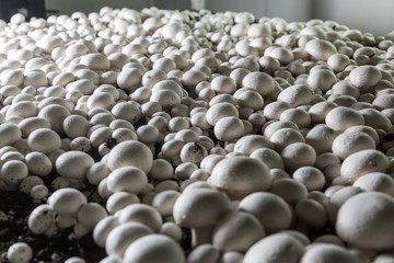 Obraz premium Champignons growing on a mushroom farm