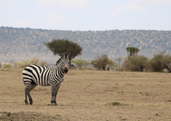 Naklejka premium Tanzania zebra looking