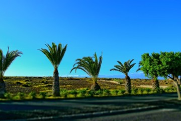 Fototapeta na wymiar wide asphalt road on the Spanish Canary Island Fuerteventura with palm trees