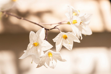 White flowers © Aerdna Photo