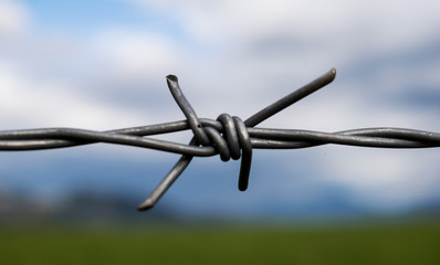 barbed wire in nature. Metallic wire. Fence. Concept for war and piece.