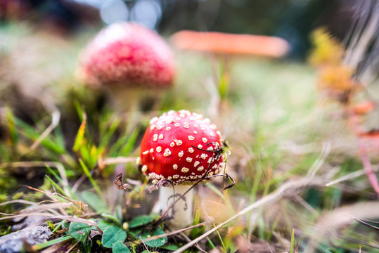 Red agaric mushroom. Toadstool in the grass. Amanita muscaria. Toxic mushroom