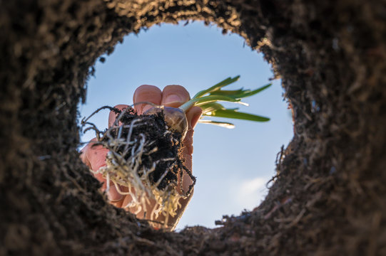 Blumenzwiebel wird im Fr&uuml;hling in die Erde gesetzt