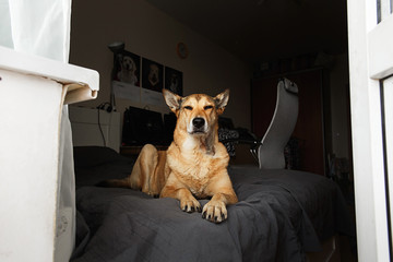 Red Dog resting on bed near balcony