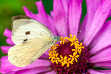 Macro shot of a butterfly on a summer flower