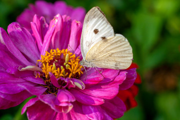 Macro shot of a butterfly on a summer flower