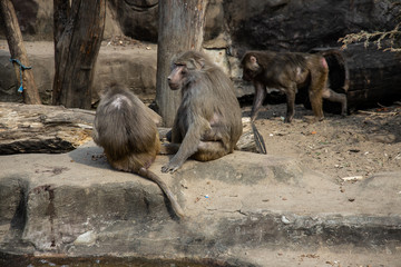 monkey animals at the zoo on a warm summer day outside