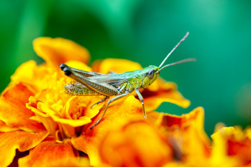 Grasshopper on a yellow flower