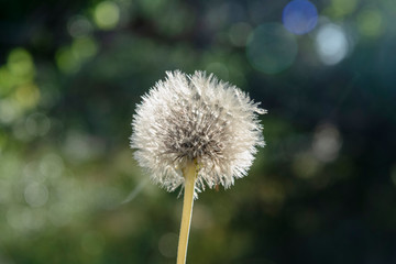 Close-up of a peaceful dandelion head outdoors