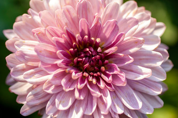 Macro shot of a Dahlia