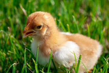 Newborn chick in the grass © skovalsky