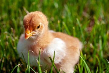 Newborn chick in the grass