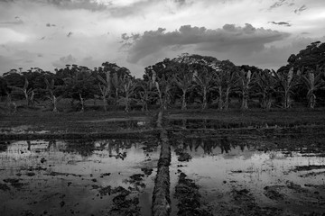 Rice field with reflection of palm trees and cloudy sky at sunset in Tissamaharama, Sri Lanka