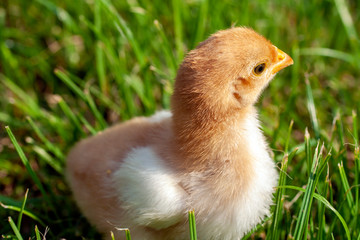 Newborn chick in the grass