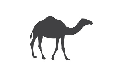 Silhouette of camel. Dromedary, one-humped camel.