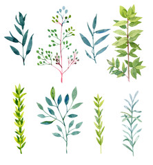 Collection of green watercolor plants. Isolated on white. Botanical illustration for your design
