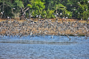 pelicans in flight and Australian birds here in india