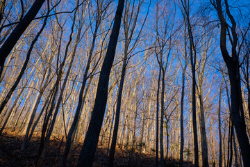 silhouette of trees in the sunset light of the forest