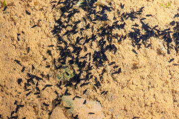 Toad runner, (Epidalea calamita), Tadpoles in pond moving in clear water. Leon, Spain