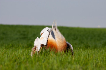 Male of great bustard, Otis tarda, in a jealous posture to attract females. Leon, Spain