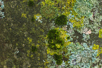 tree bark with green lichen