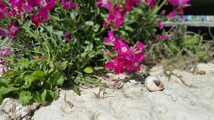 Flowers and snail