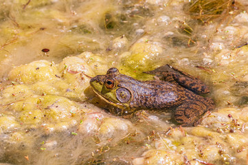 Bull Frog in Swamp